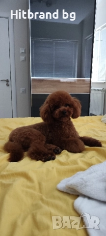 Пудел Той , снимка 3 - Пудели - 48264579