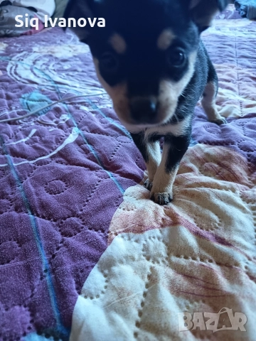 за повече информация на лично , снимка 2 - Пинчер - 52857143