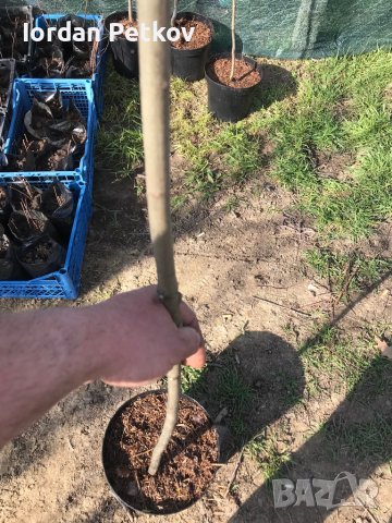 Американски червен дъб, снимка 9 - Градински цветя и растения - 39868138