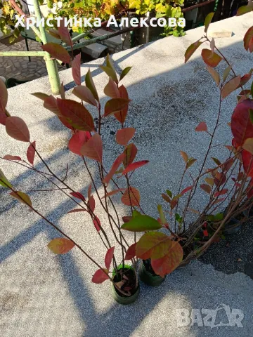 Арония фиданки, снимка 5 - Разсади - 47450537