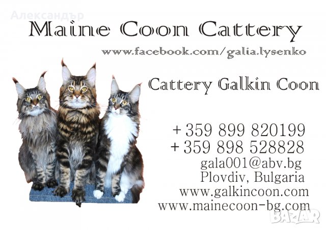 Котенце Мейн Кун, снимка 11 - Мейн кун - 26713468
