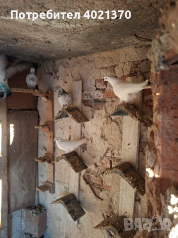 Типлери и мардини