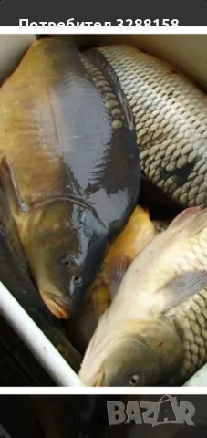 Шаран продавам , снимка 2 - Други животни - 48147927