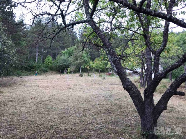 Косене на трева. Рязане на храсти и опасни дървета. Разчистване на терени., снимка 8 - Други услуги - 40197343