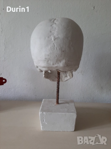 Модел на гипсов череп в реален размер, снимка 4 - Декорация за дома - 51589606