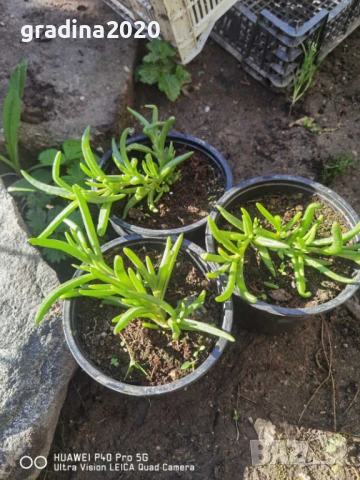 Делосперма лилава / Delosperma Cooperi table mountain / Налични 3 цвята, снимка 9 - Разсади - 49967244