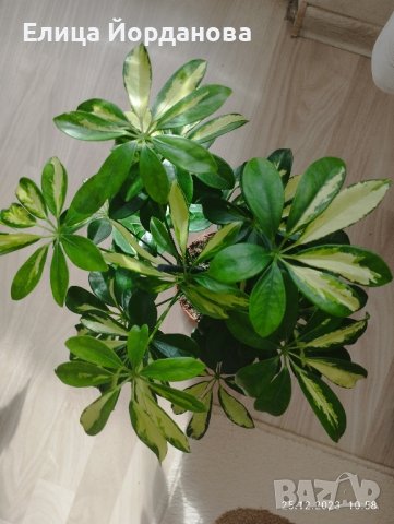 Пъстра шефлера, снимка 3 - Стайни растения - 43541911