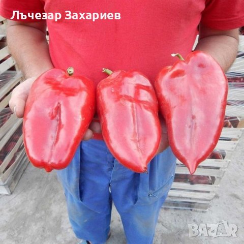 Сменена от слонско ухо, бело ухо, магарешко ухо, екстаза, романса, делфина, бокур/камба/, фатима, пр