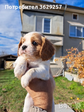 Кавалер кинг чараз шпаньол, снимка 3 - Кавалер кинг чарлз шпаньол - 52618724