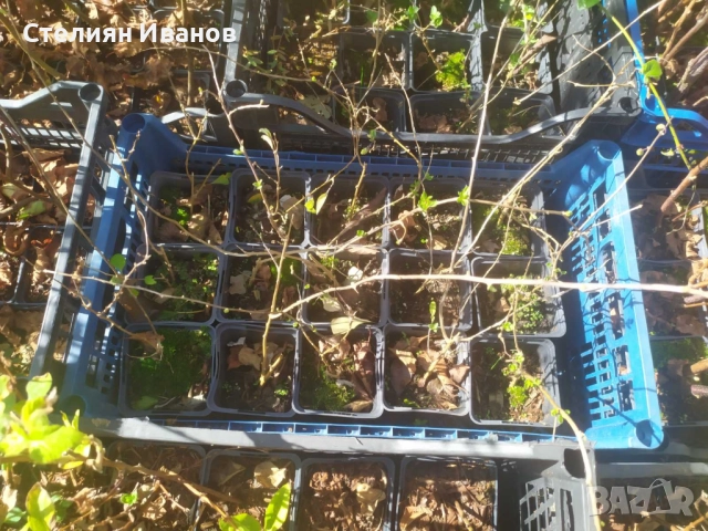 Едроплодно годжибери (Lycium barbarum 'Korean Big'), снимка 4 - Градински цветя и растения - 52354248