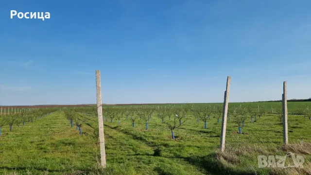 Овощни градини Сливи и круши , снимка 4 - Земеделска земя - 48894419