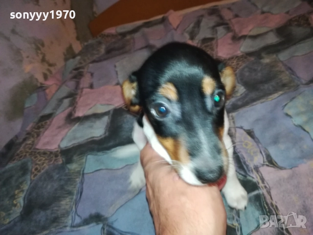 ДЖАК РЪСЕЛ-ЖЕНСКО НА 2 МЕСЕЦА 3110251531