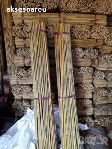 Качествени семена от бамбук Moso Bambo декоративни растения за дома бамбуков разсад за украса декор, снимка 16 - Сортови семена и луковици - 48995203