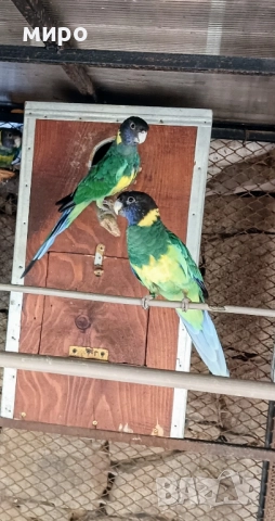 Двойка Бернардови розели ,млади птици !, снимка 10 - Папагали - 46686723