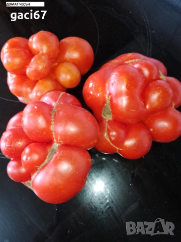 Семена домати и други зеленчуци , снимка 15 - Сортови семена и луковици - 51342295