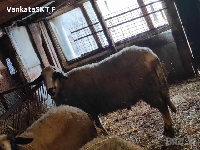 Коч Двизак, снимка 3 - Овце - 52011655