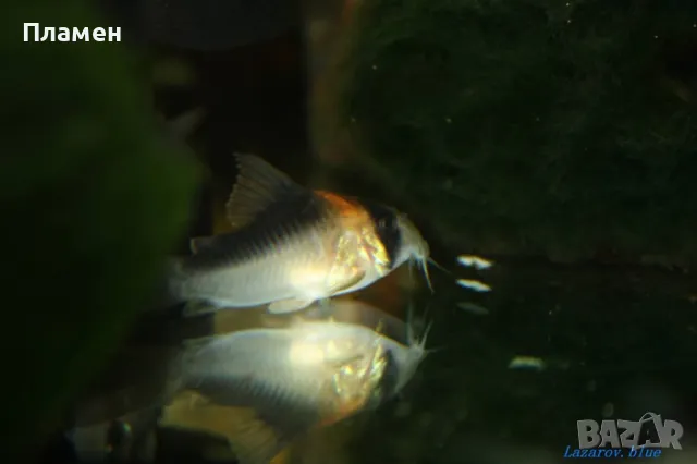 Анциструс супер ред воален и неволен. Коридорас адолфой.анциструс зелен дракон