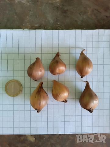 Ирис White van Vliet , снимка 11 - Градински цветя и растения - 51754895