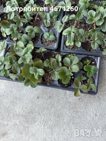 Разсад ягоди сорт Дели, снимка 4 - Разсади - 52770264