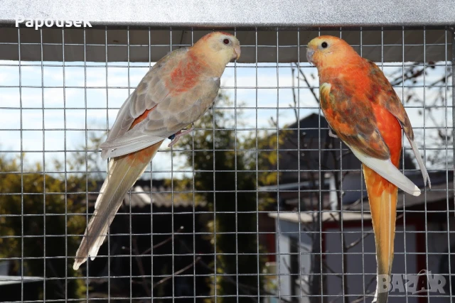 Работещи двойки Пойни Папагали , снимка 14 - Папагали - 50786813