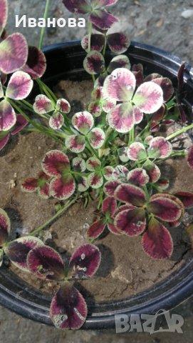 Цветна детелина, снимка 3 - Градински цветя и растения - 32778042
