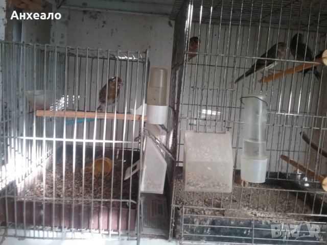 Продавам певчески канари, снимка 6 - Канари - 26796085