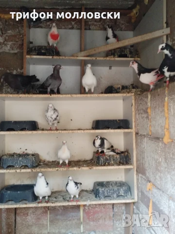 Гълъби пазарджишки високолетачи, Ловени чужди, снимка 5 - Гълъби - 47554142