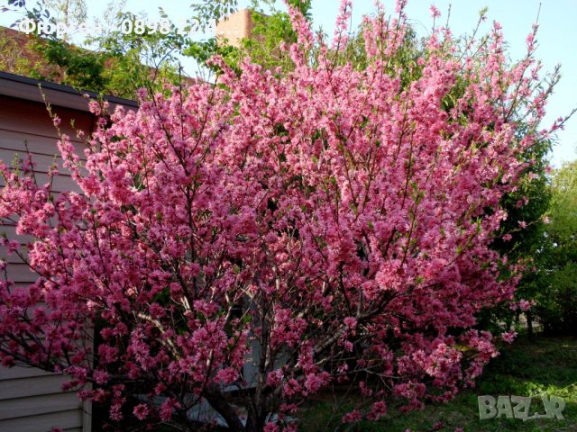 Японска Слива- Prunus triloba Студоустойчива, снимка 2 - Разсади - 38888036