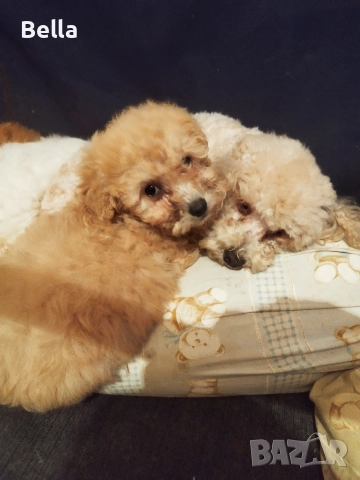 Малтипу , снимка 9 - Пудели - 52968407