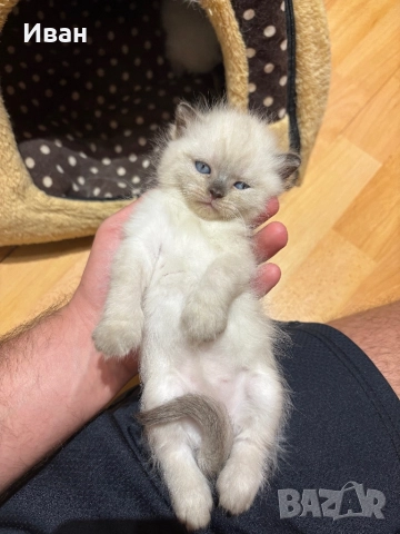 Породисто котенце, снимка 2 - Други - 52003298