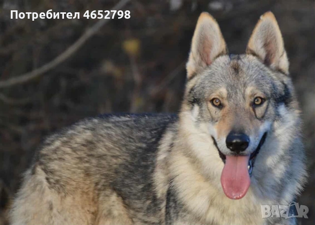 Чехословашки Вълчак, снимка 3 - Други - 53214003