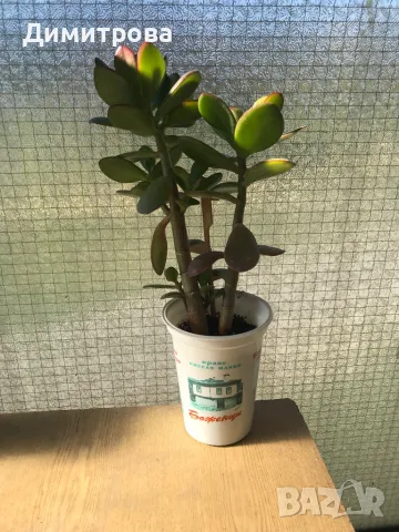 Дърво на живота /красула/, снимка 4 - Стайни растения - 11534674