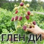 Разсад ягоди и малини цена 0.30€  Тел за поръчка 0887169442  „Алба е първият лъч на лятото – ягода с, снимка 9