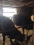 Продавам крави прясно отелени и бременни, снимка 2