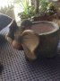 Слонче-кашпа, снимка 1 - Стайни растения - 27734002