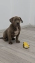 Американско були / American bully XL , снимка 9