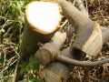 Подарявам дървен материал - и орехови фиданки в Княжево, снимка 2