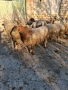 Продавам 3 овце със агнета , снимка 1