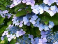 Hydrangea macr. Blue Wave(Хидрангея Синя вълна), снимка 2