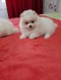 Померан померани померанчета, снимка 4