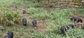 виетнамски прасета , снимка 3