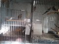Продавам певчески канари, снимка 6