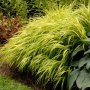  Хаконехлоа, Японска плачеща трева, Hakonechloa macra ALL GOLD, снимка 1