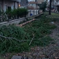 Премахване на опасни дървета Кастрене по алпинистки метод. Арборист., снимка 3 - Градински цветя и растения - 44002465