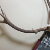 Трофей от голям благороден елен с поставка от дъб–ръчна дърворезба., снимка 5 - Антикварни и старинни предмети - 36803498