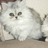 Персийски котета сребърна чинчила, снимка 4 - Персийска - 38448297
