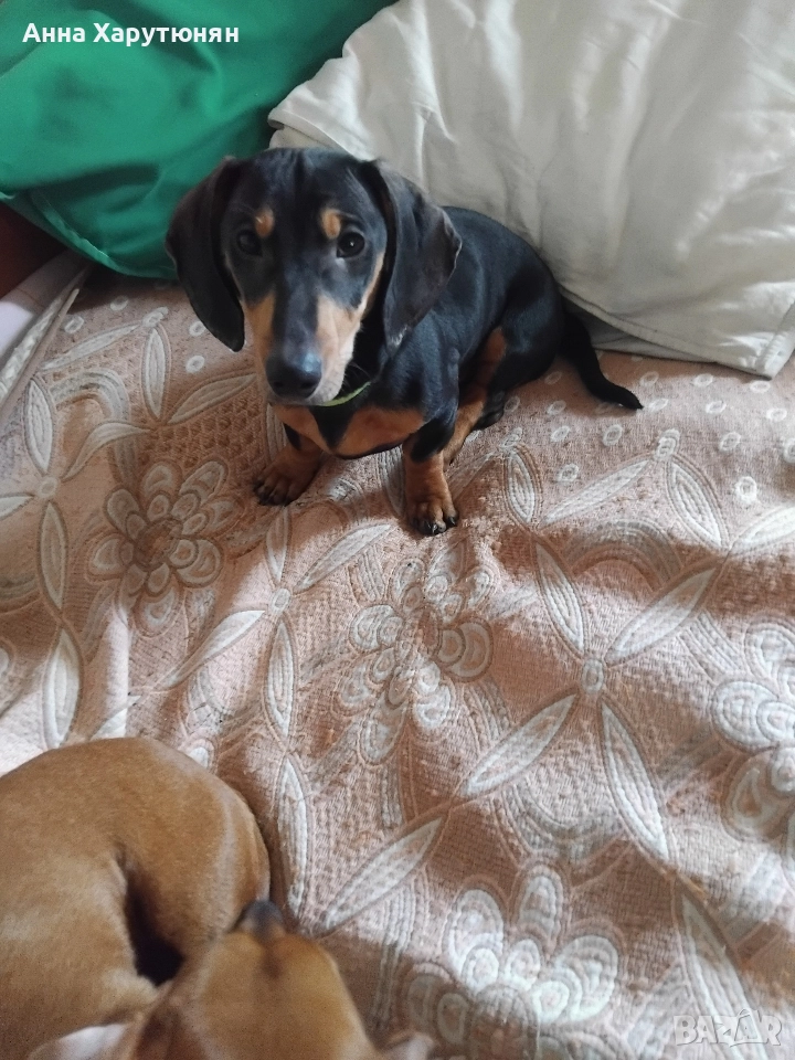 продавам две дакелчета мъжки, снимка 1