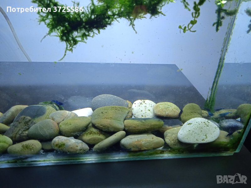 продавам аквариумни скариди сини, снимка 1