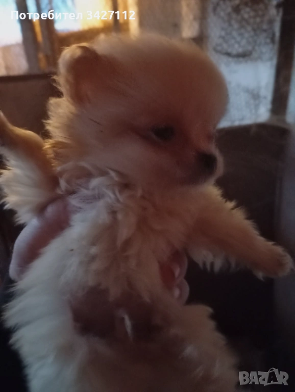 Померанчета , снимка 1