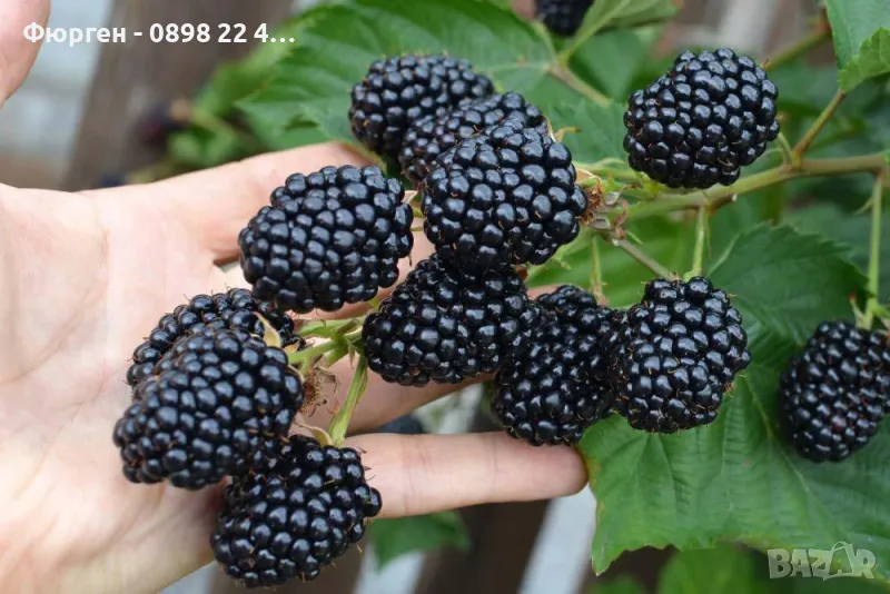 Къпина Лох Нес Без Бодли Студоустойчиви, снимка 1